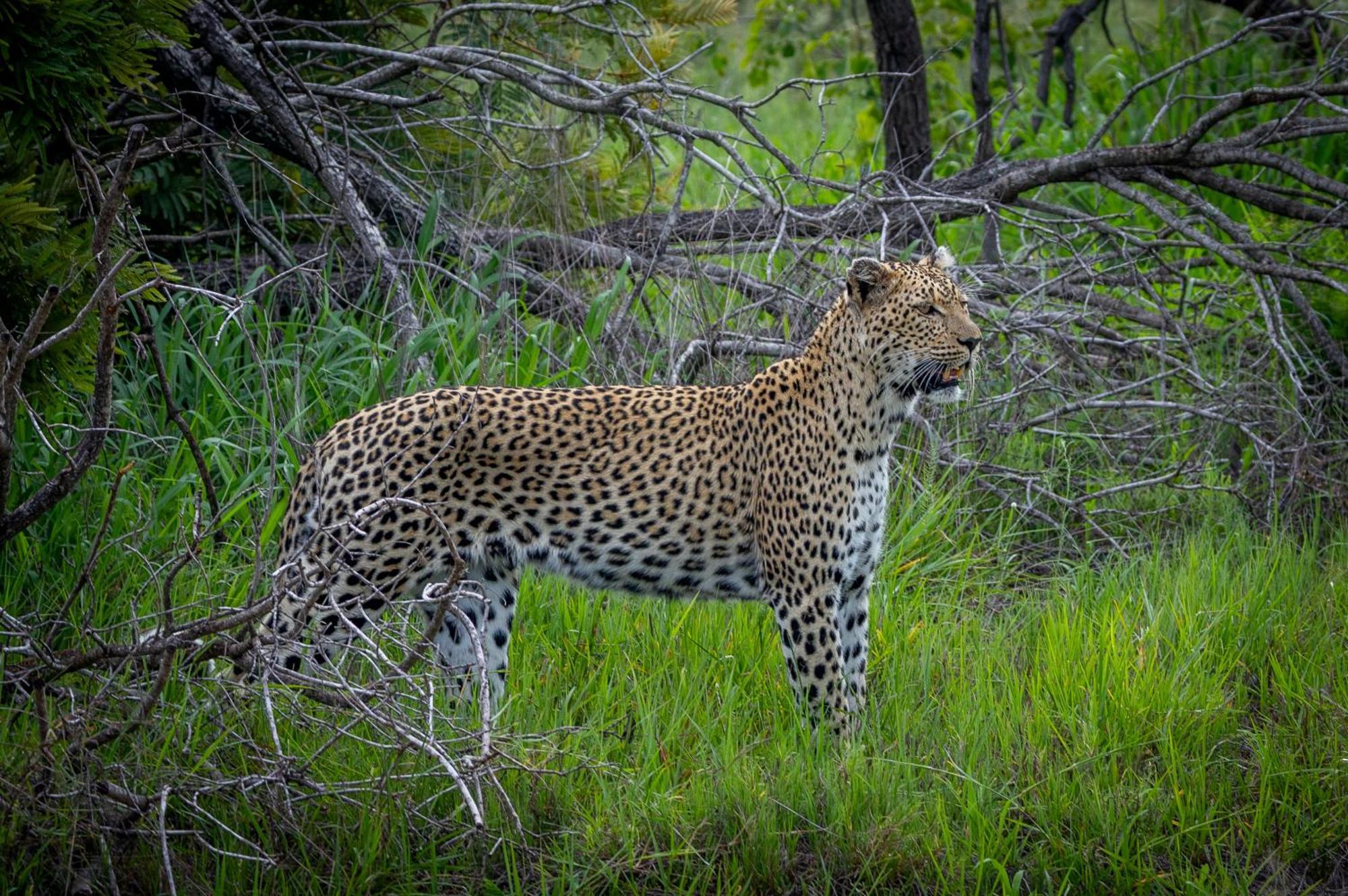 Villa Tangala Safari Camp à Domaine de chasse de Thornybush Extérieur photo