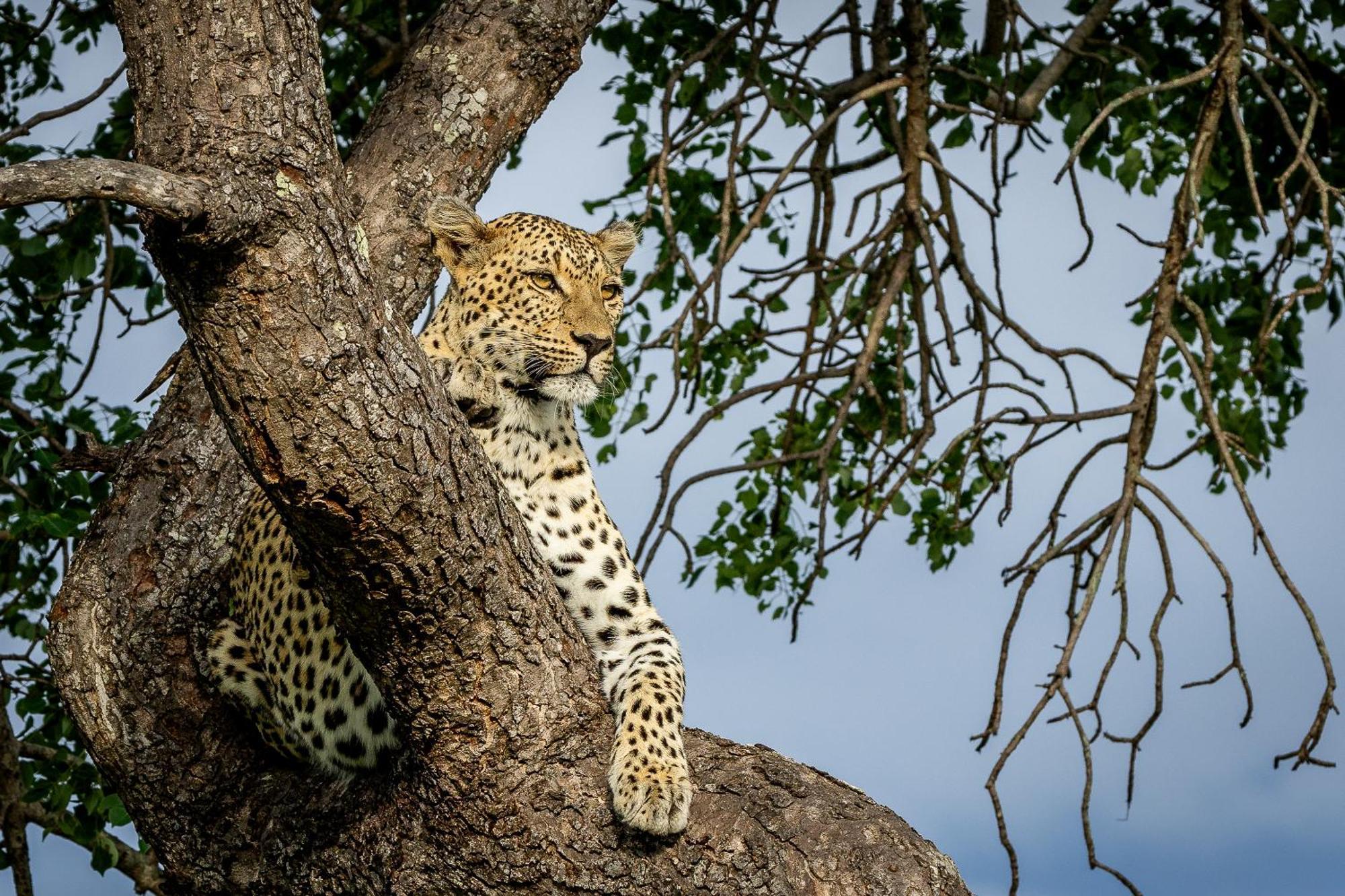 Villa Tangala Safari Camp à Domaine de chasse de Thornybush Extérieur photo