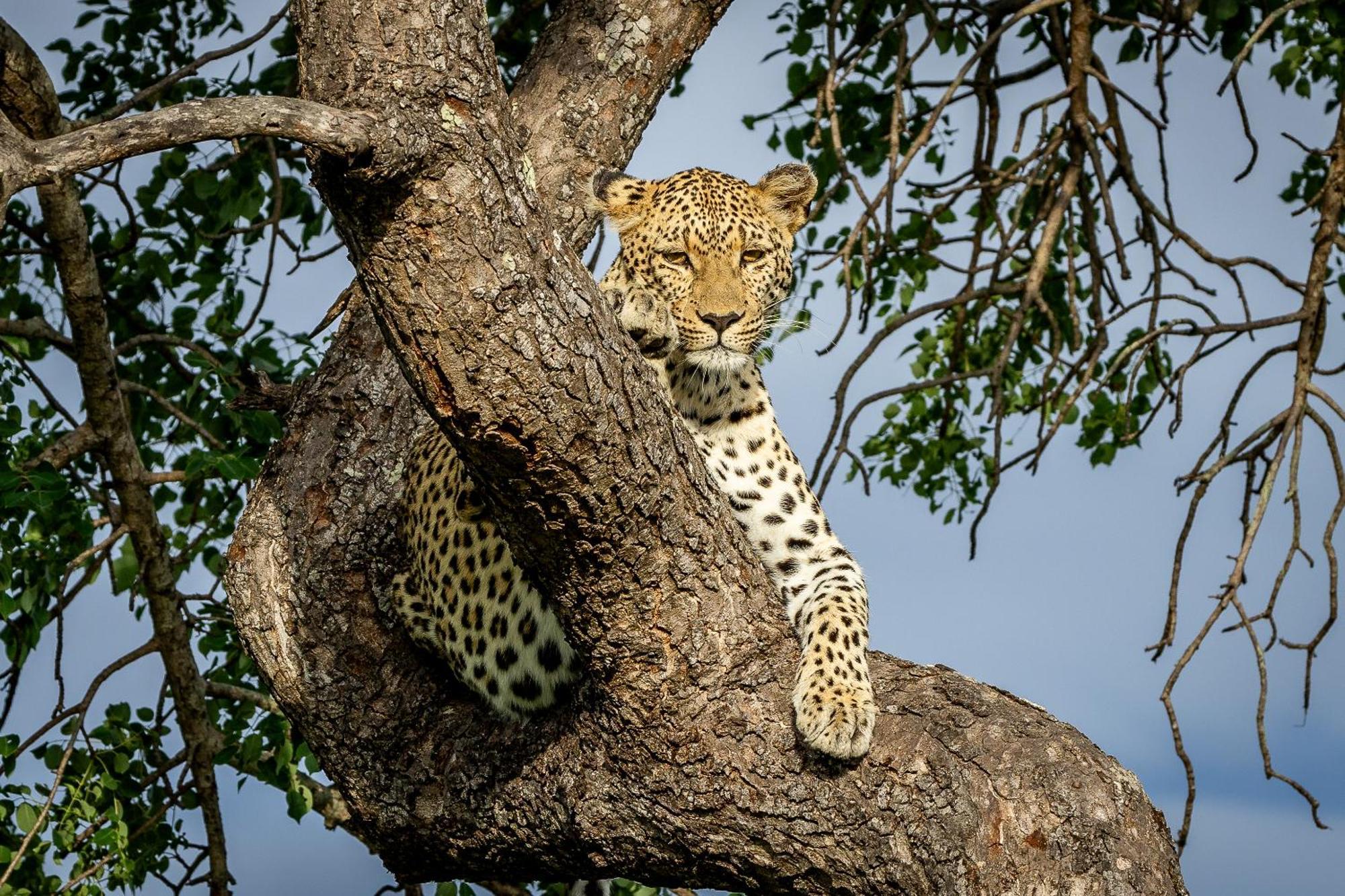 Villa Tangala Safari Camp à Domaine de chasse de Thornybush Extérieur photo
